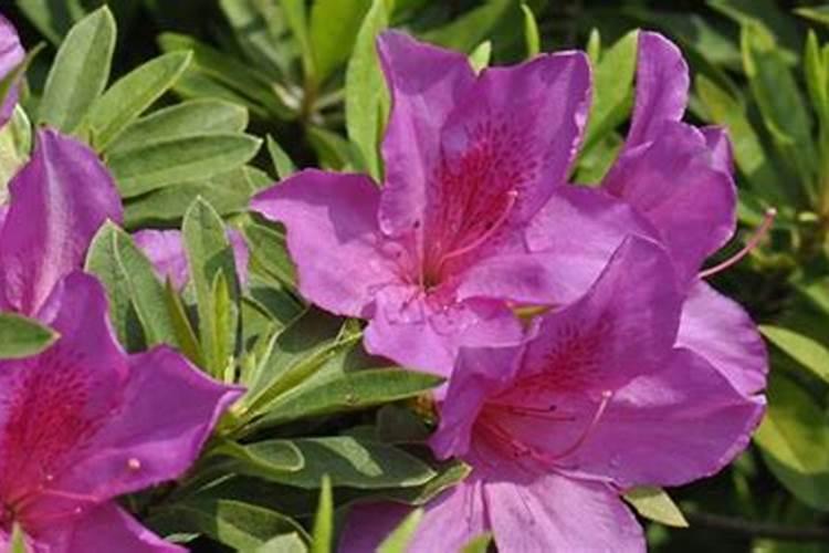 杜鹃开花期间施什么肥,能喷磷酸二氢钾吗