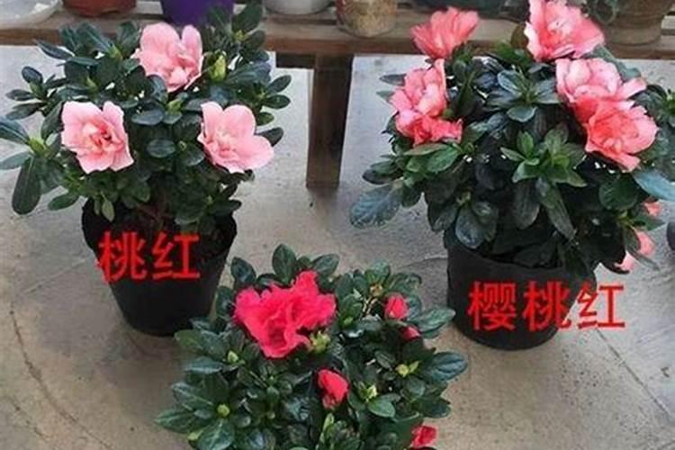 杜鹃花什么时候施肥