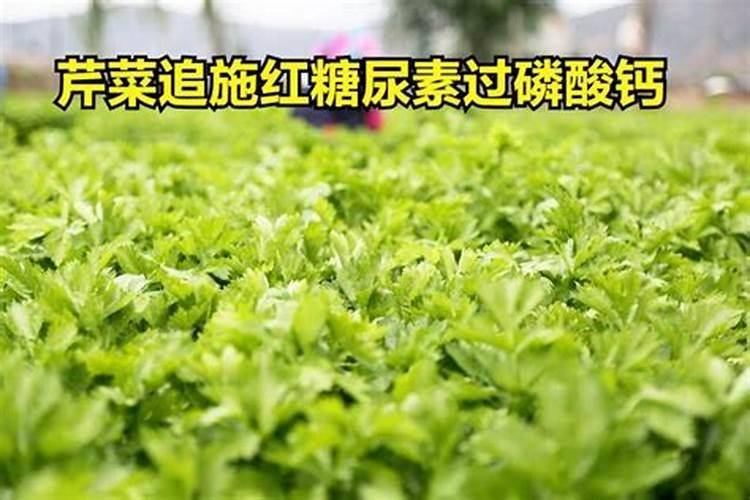 红糖加尿素加磷肥能肥水吗百度问一问