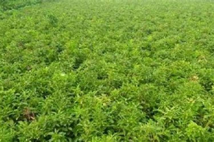 种白术用什么肥料最好