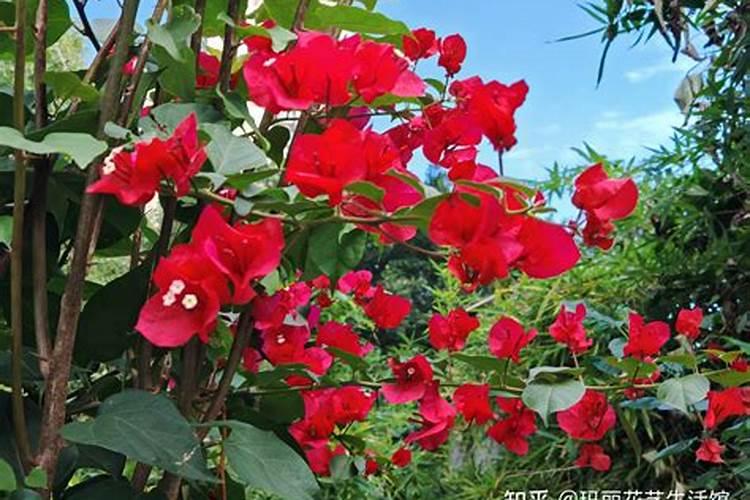 三角梅开花期间怎么施肥施什么肥