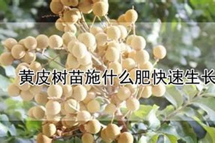 黄皮树苗施什么肥快速生长