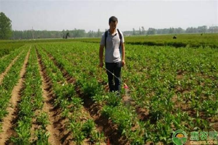 白术的种植技术与株距和行距