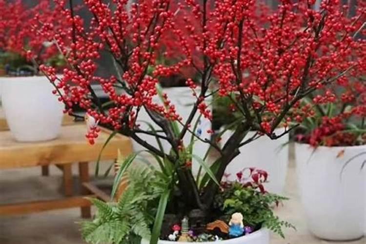 没有叶子,全是小红果的盆栽
