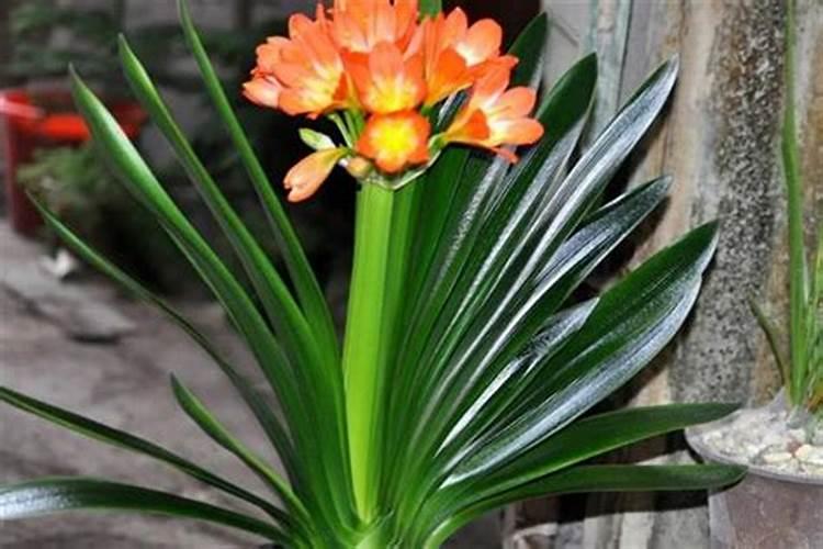 蔬菜如何种植增加口感