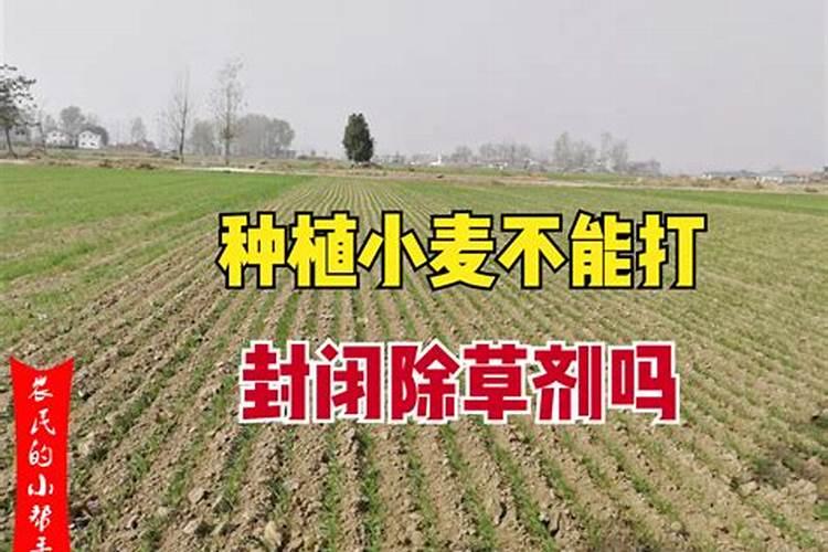 种韭菜如何进行施肥和日常管理？