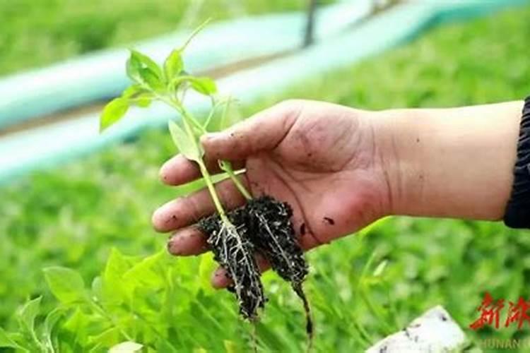 生根壮苗用什么肥料最好