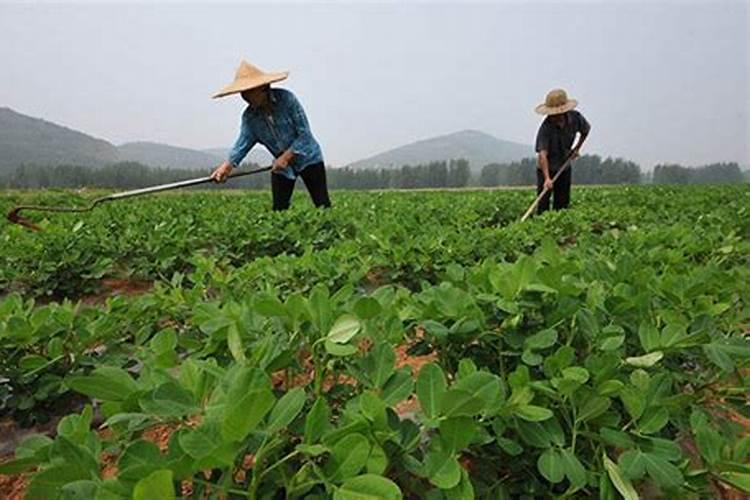 茶花出现僵化病怎么治？