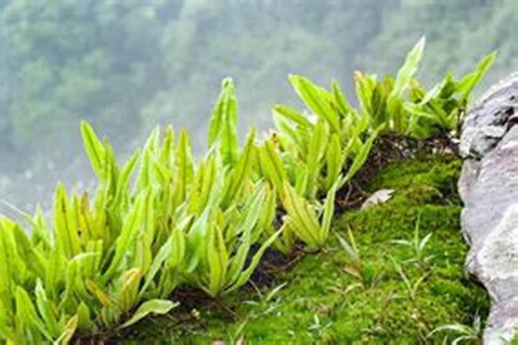 金弹子怎样上盆栽培？