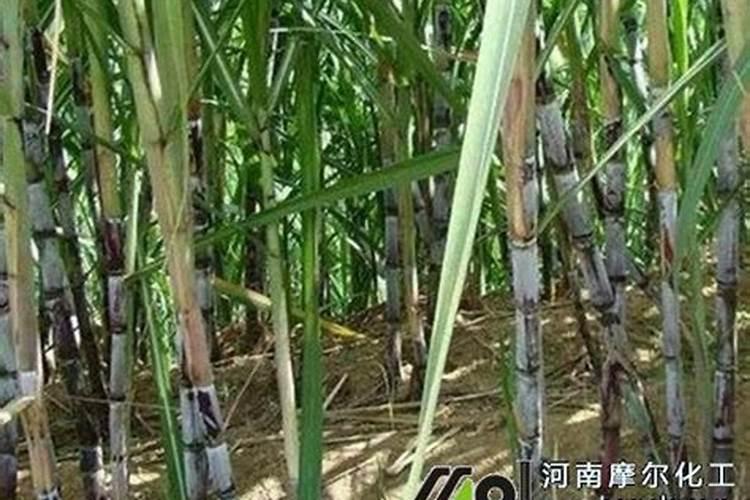 202020水溶肥灌根甘蔗用量是多少