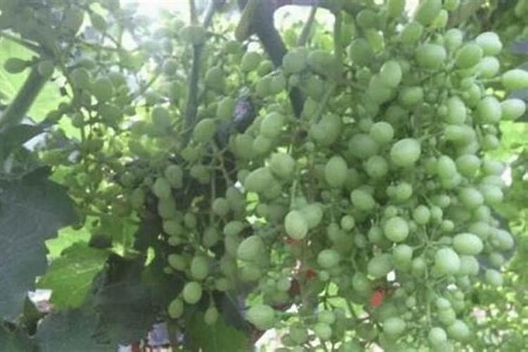 喷过量的叶面肥种植物会怎么样？