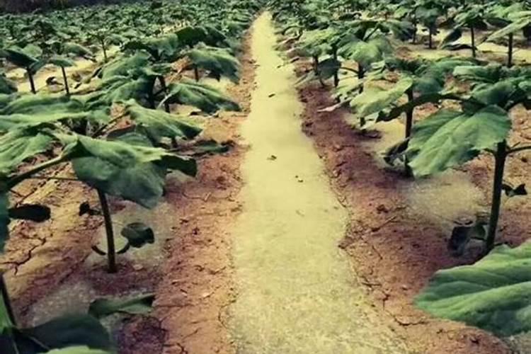 葵花现花的时候受旱,后期用点什么肥能补上
