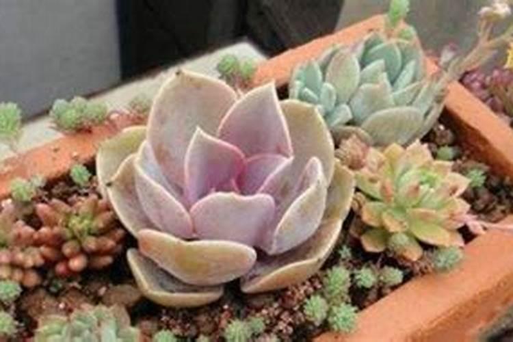 多肉植物需要什么肥料 施肥的方法是什么