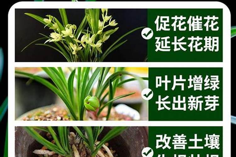 兰花养护最好的肥料