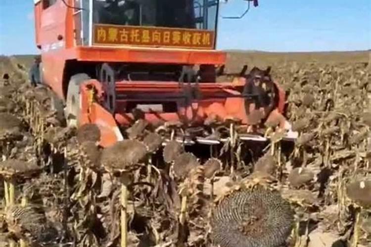 葵花开花了时能追肥吗