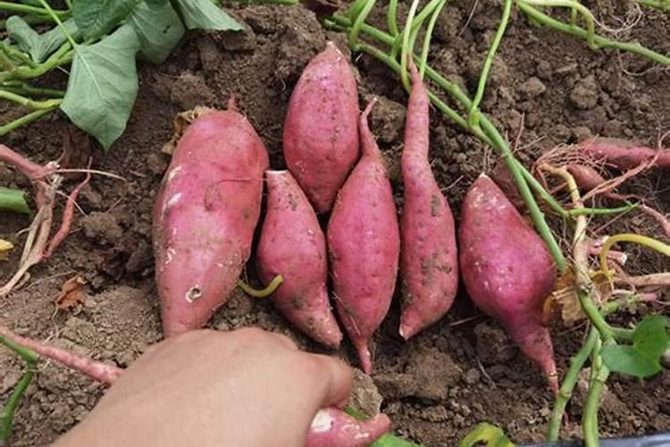 红薯如何种植才能获得高产？