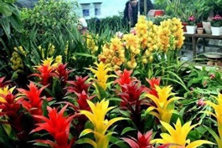 盆栽花怎样用钾肥(钾肥浇花)