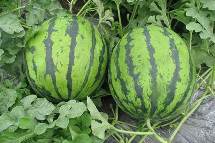 如何大面积的栽培竹林？需要掌握哪些抚育管理技术呢？