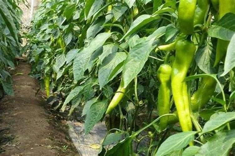 桃子在菜摘前啥时下冲施肥