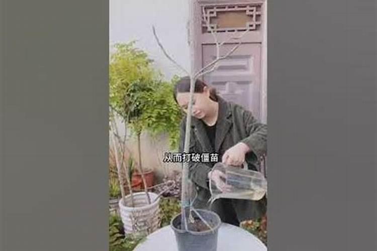 红枫树不长叶子怎么办？