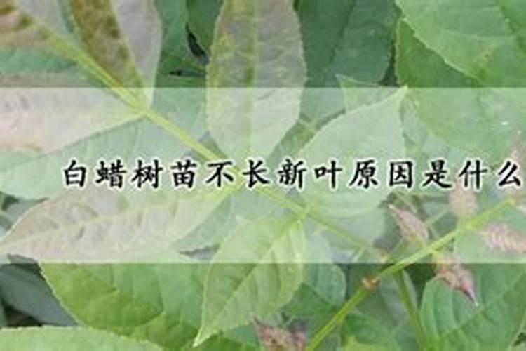 桃树树干枯死,开不了花长不出来叶子？请问是怎么回事？