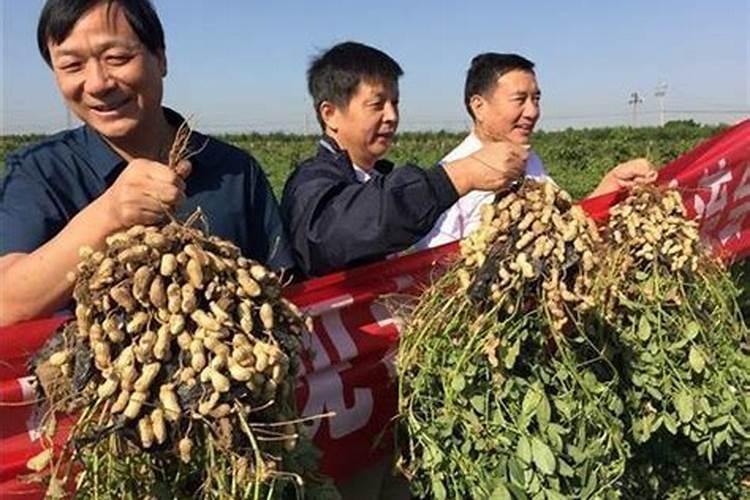 果树增产增收专用叶面肥哪种好？果树用什么肥料能高产？