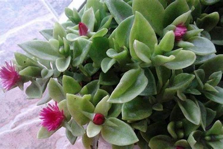 有机肥为什么长白发？