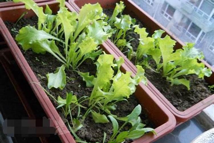 硼肥可以在生菜上用吗？