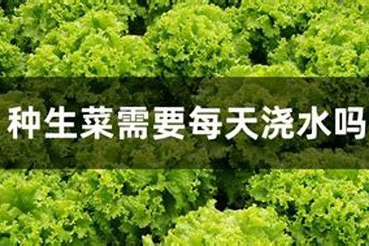 夏天生菜种植技术