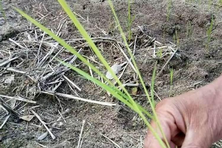 水稻发黄不长是生病了,还是缺少肥