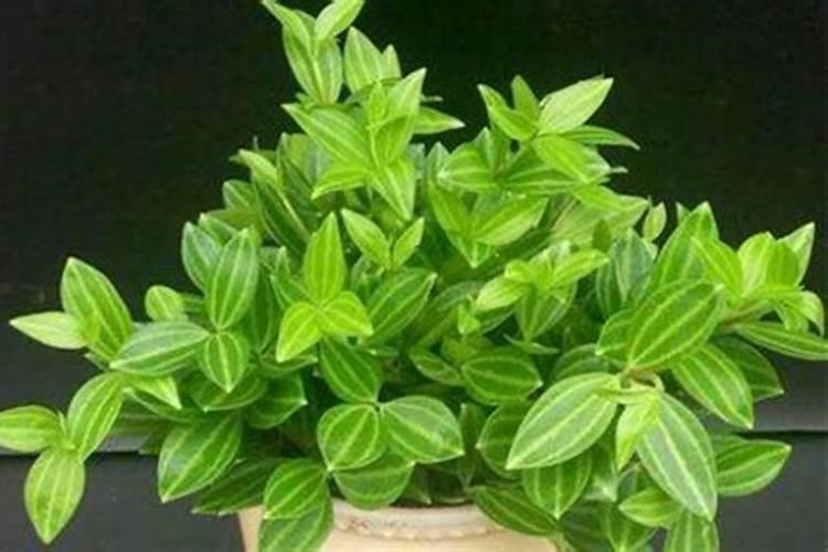 钻石翡翠吊兰向上长藤,有什么处理办法？