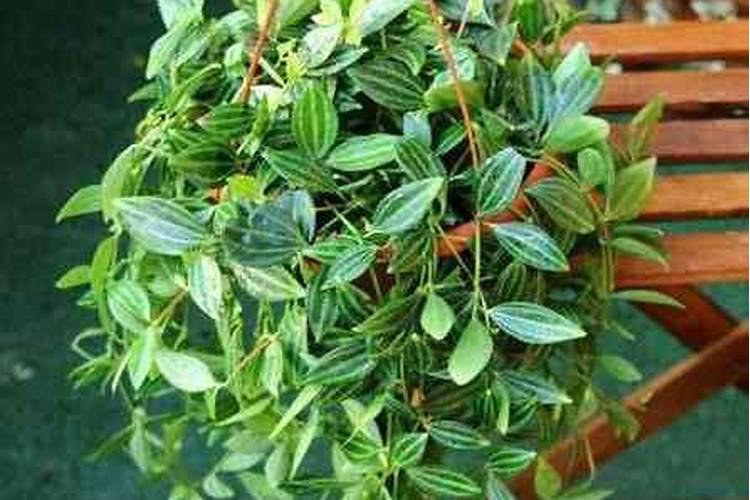 钻石翡翠吊兰的养殖方法和注意事项