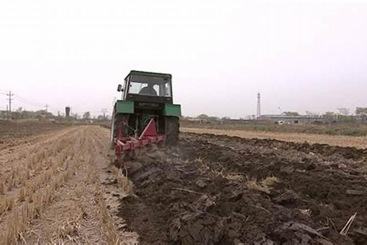 植物怎么养施磷肥(植物养护攻略,科学施用磷肥,助力植物茁壮成长)百度...