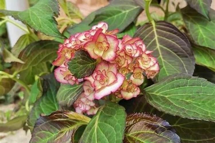 绣球花3月养殖方法 这里说的要给绣球换盆