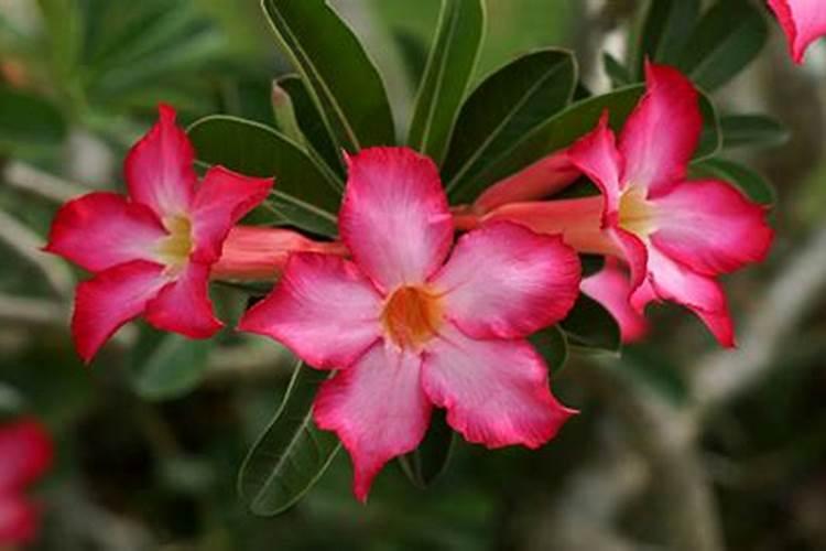 沙漠玫瑰施什么肥比较好