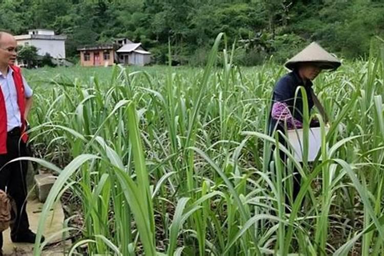 微生物菌剂叶面肥用在甘蔗上可以吗