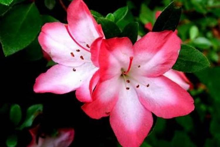 奥绿a2 适应什么植物 奥绿a2适应什么植物怎么使用