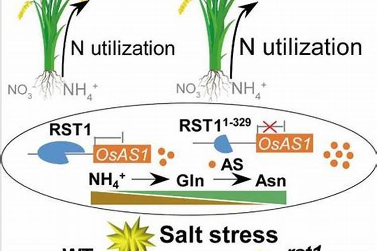 土壤太“咸”了,蔬菜遭殃怎么办？盐专家显奇效!