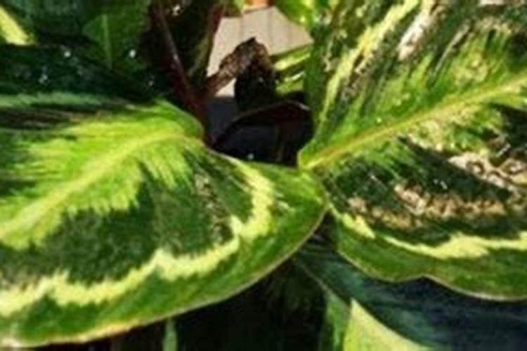 孔雀竹芋叶子向下耷拉
