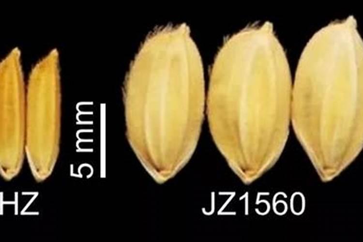 一株稻穗有多少粒谷子