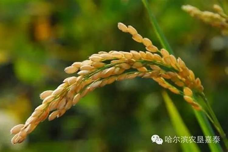 吉林地区水稻扬花期到落花期怎么算？