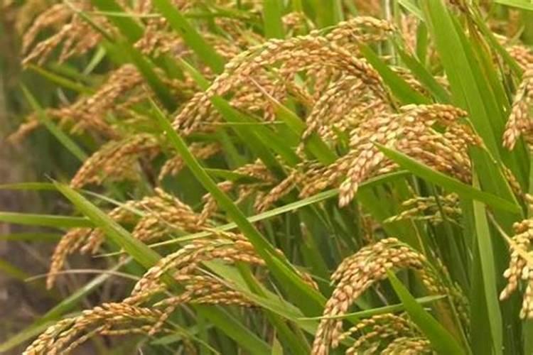 在家如何水稻播种