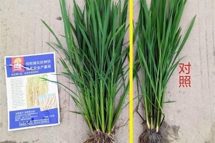 水稻为什么有的黄了,有的还在出穗