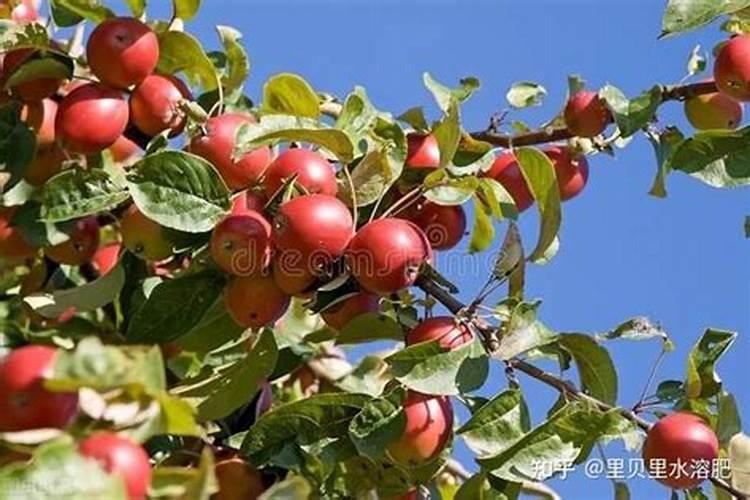 苹果树补钙几月份最好