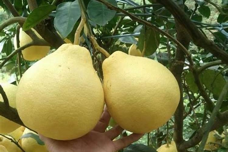 柚子种植怎样促花保果