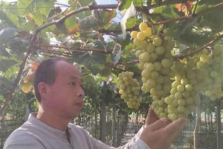 《中医农业阿陀利集成科技产品的功能功效》