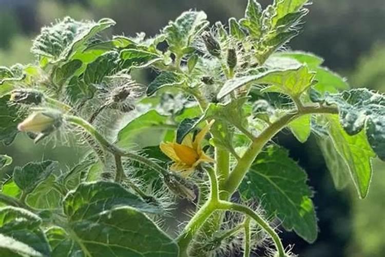 水溶肥的执行标准是怎么标的