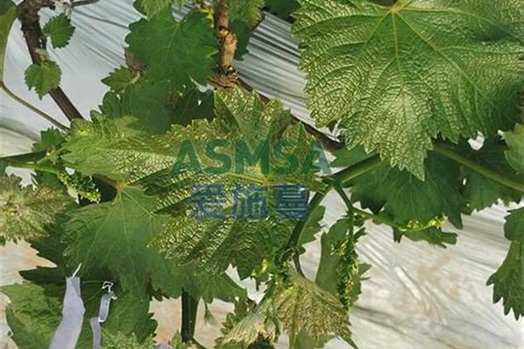 水溶肥与复合肥同时冲施效果怎样