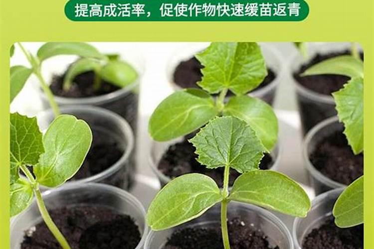 生根壮根的肥料有哪些