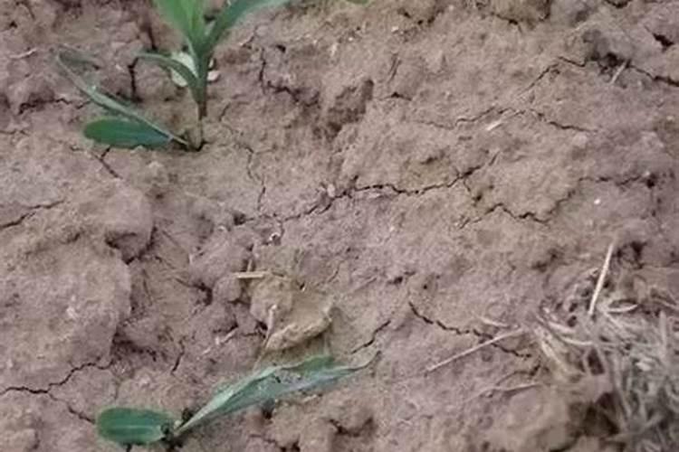 水溶肥料怎么使用 水溶肥如何使用效果更好